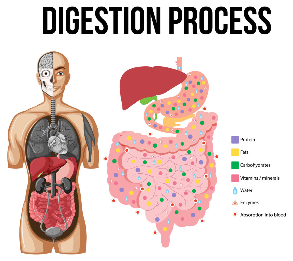 proceso de digestión